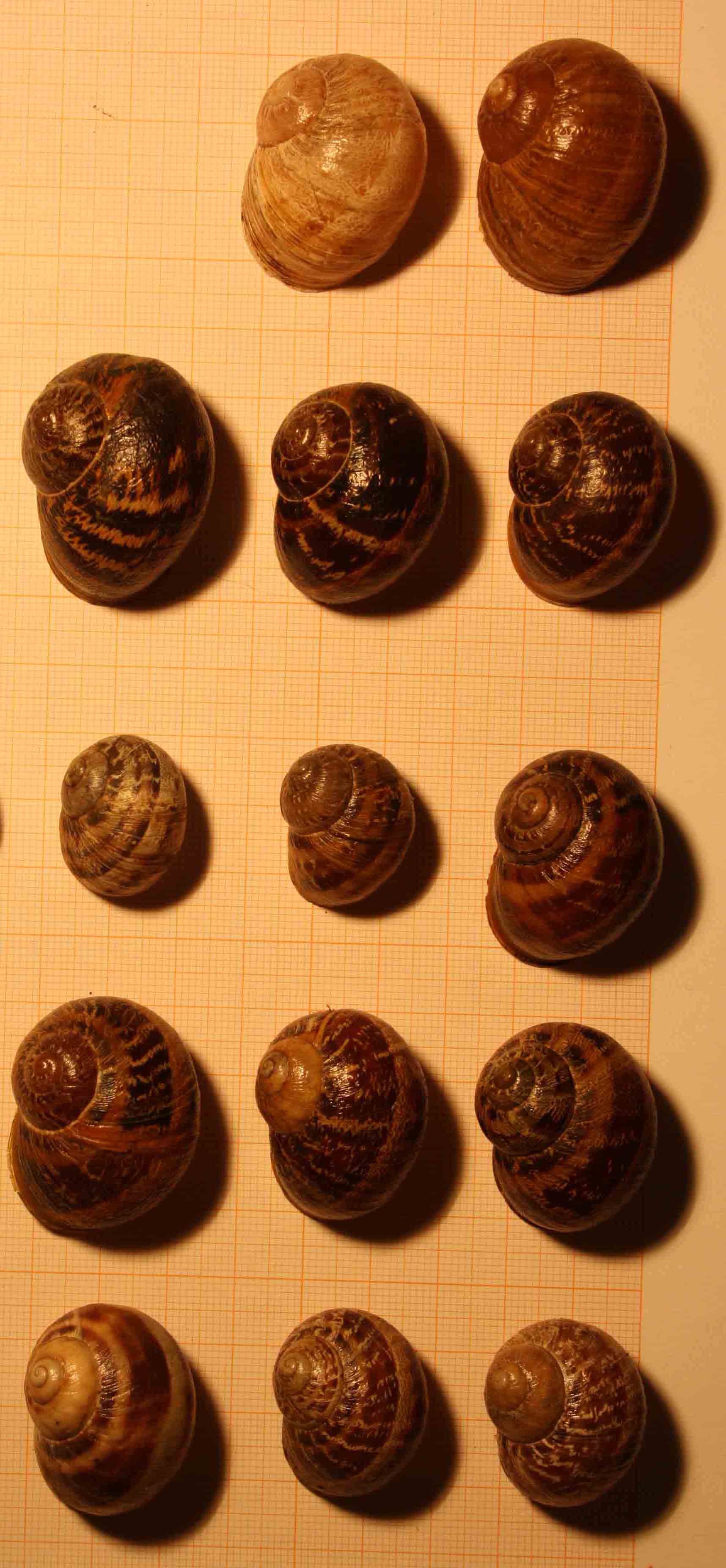 tutti esemplari di cornu aspersum?